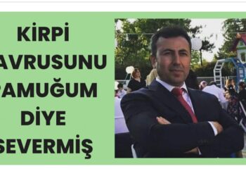 Kirpi Yavrusunu Pamuğum diye Severmiş