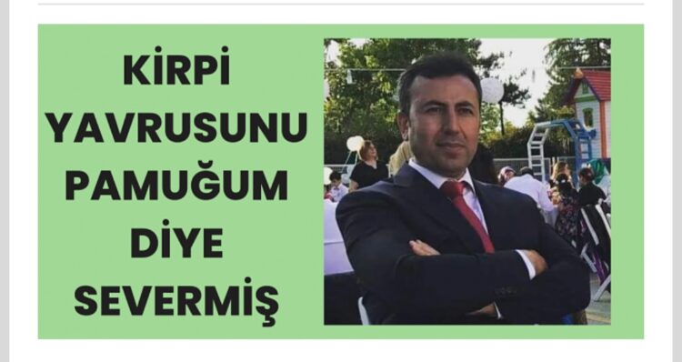 Kirpi Yavrusunu Pamuğum diye Severmiş