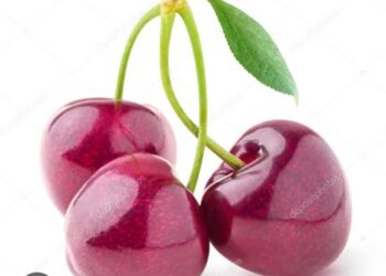 Bir Yaprak Bir Meyve