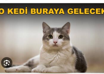 Fareli Köy Olma Kedi Besle…