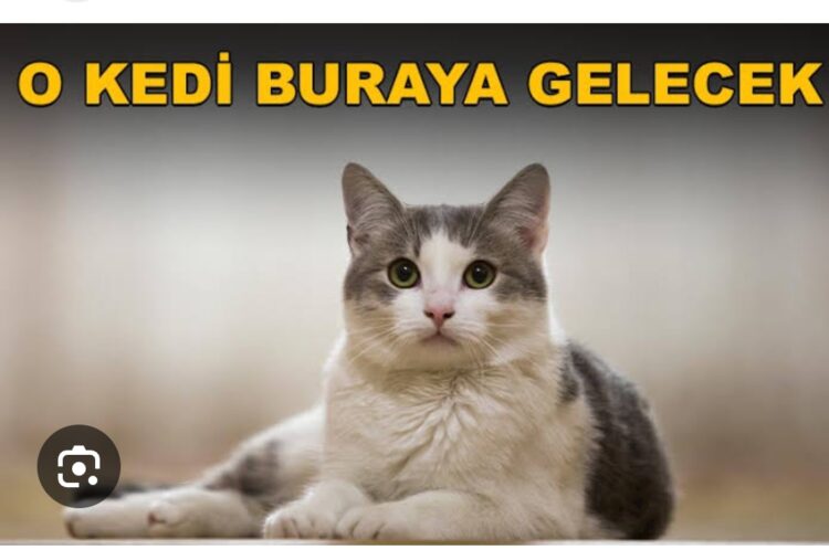 Fareli Köy Olma Kedi Besle…