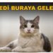 Fareli Köy Olma Kedi Besle…