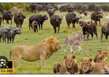 Hayvanlar Alemi Belgeselleri İzle…