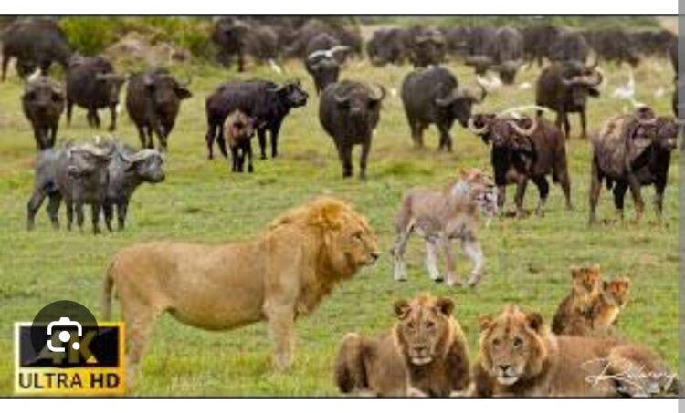 Hayvanlar Alemi Belgeselleri İzle…