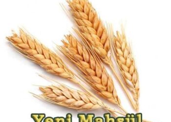 Yeni Mahsul