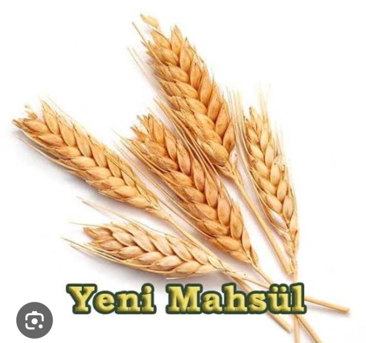 Yeni Mahsul