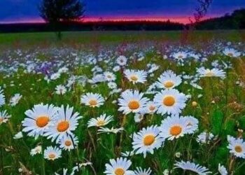 Bir Papatyanın Hikâyesi / Gerçek Sevgi!..