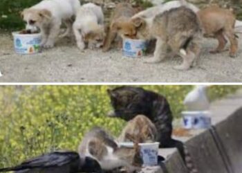 Mutlak Bir Yol Bulunur