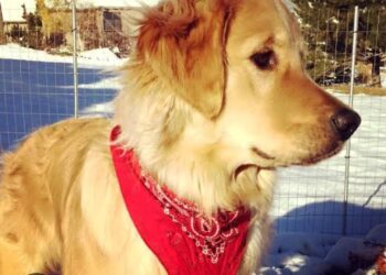 Adı Altın Sarısı