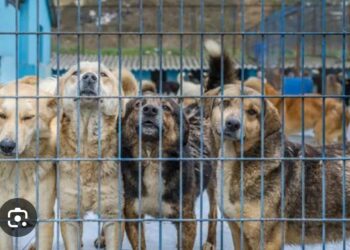 Köpeklerin Başına Gelenler