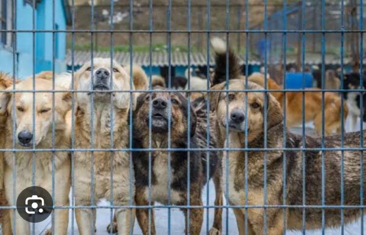 Köpeklerin Başına Gelenler