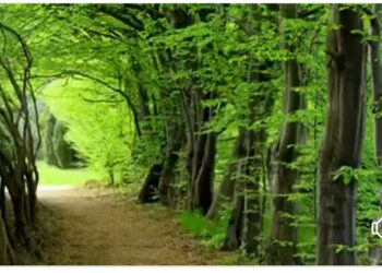 Tohumlar Fidana, Fidanlar Ormana