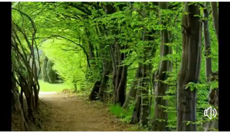 Tohumlar Fidana, Fidanlar Ormana