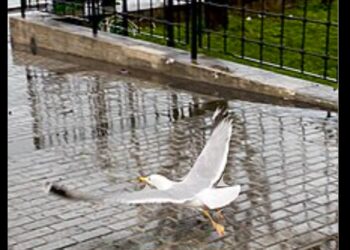 Bahçeye Düşmüş Martı