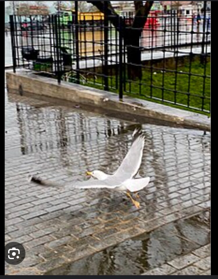 Bahçeye Düşmüş Martı