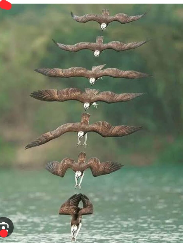 Kafkasya’nın Kartalı