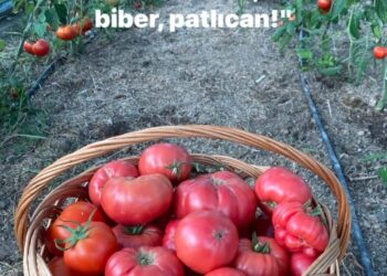 Güzel Yürekli İnsanların Pazarı ve Pembe Domatesin Ücreti…