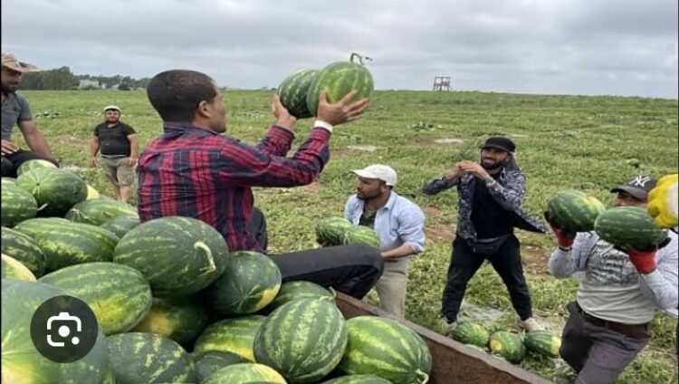 Bir Karpuzun Peşine