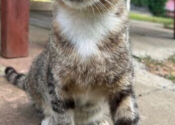 Kediyle Şakalaşmak