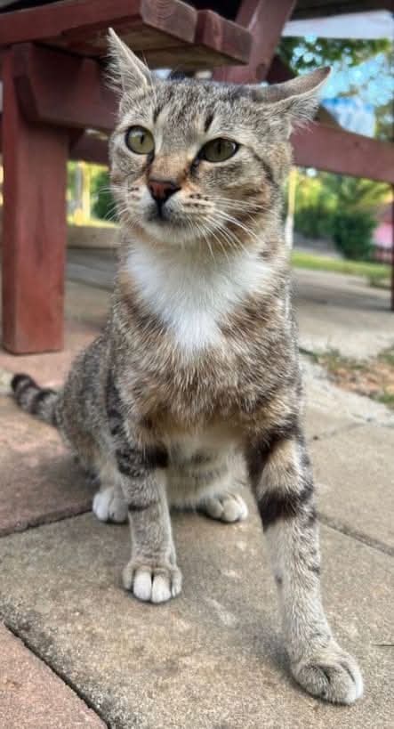 Kediyle Şakalaşmak