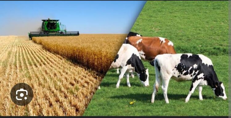 Tarım ve Hayvancılığın Önemi