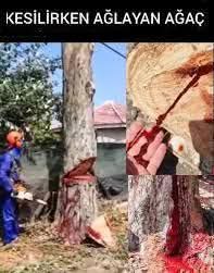 Bir Ömür Yok Etmek