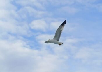 Dünlerden Kalan (I)