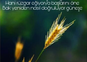 Bir Umuttu Başaklar