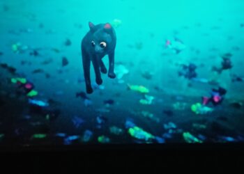 Kediydi Kedi- “Flow” Üstüne