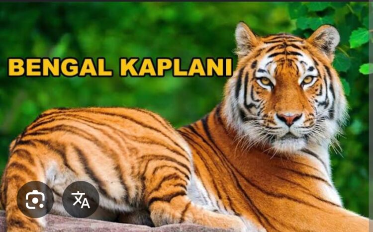 Bengal Kaplanı