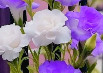 Bir Nevruz Daha Gelmiş