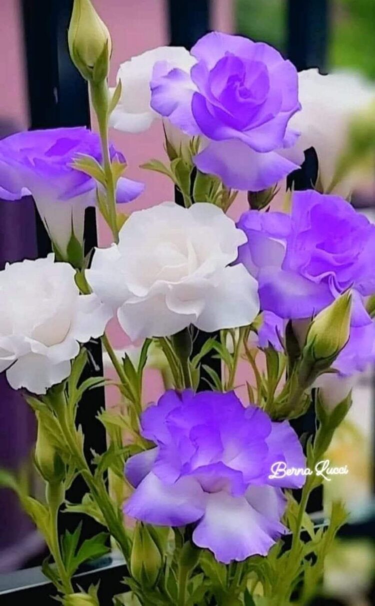 Bir Nevruz Daha Gelmiş