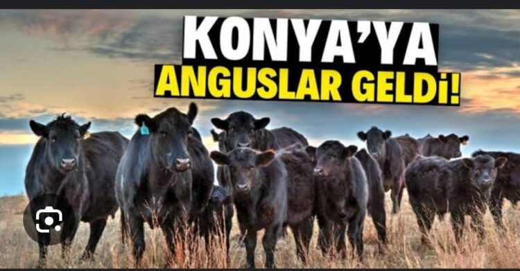 Anguslar Çıkageldi