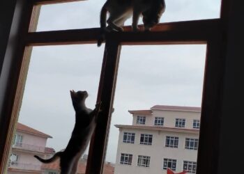 Uysa da Uyar Uymasa da…