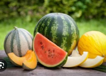 Kavun Karpuz
