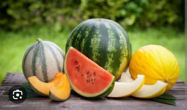 Kavun Karpuz