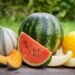Kavun Karpuz