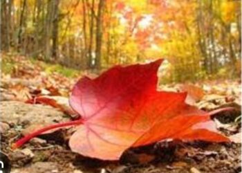 Yoksa Nefsin Ahlâksız Çıkarcılığı mı?