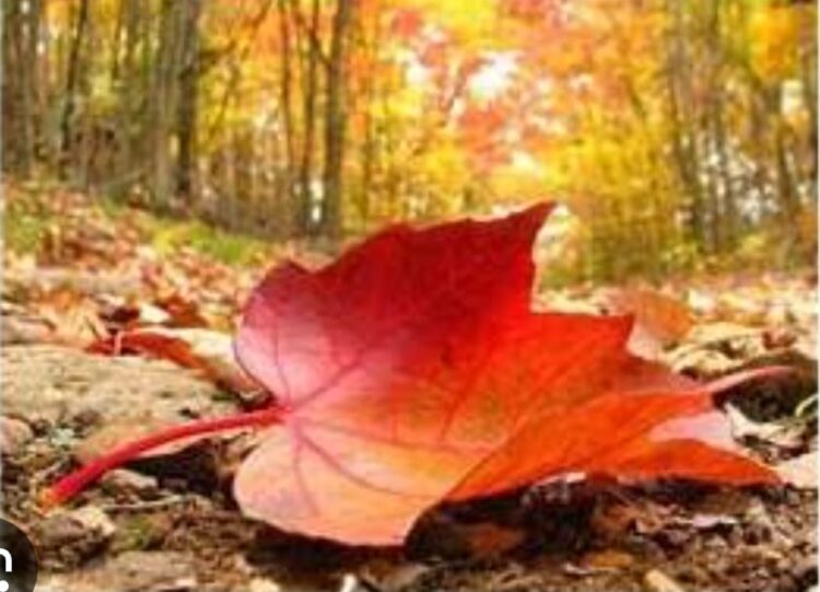 Yoksa Nefsin Ahlâksız Çıkarcılığı mı?