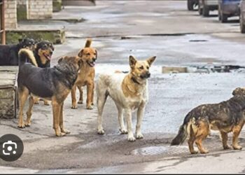 Varsayalım Sokak Köpeği