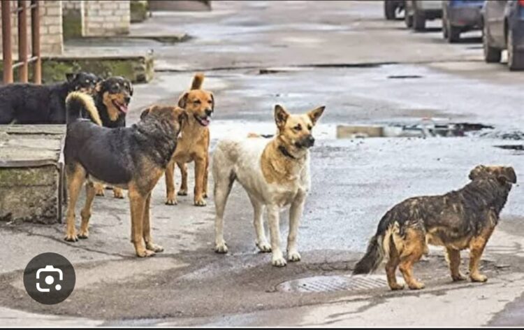 Varsayalım Sokak Köpeği