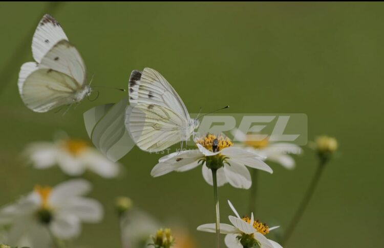Beyaz Kelebek