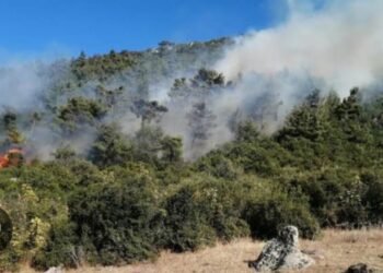 Ormandan Geriye Kalan