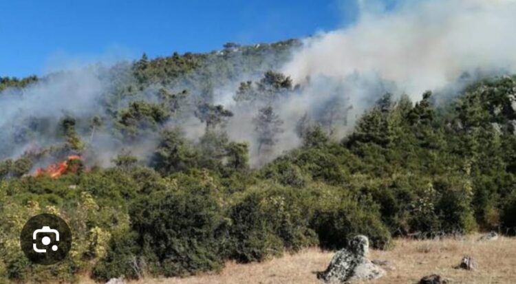 Ormandan Geriye Kalan