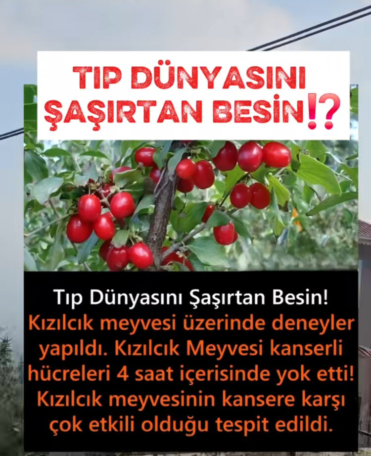 Kızılcık Mucizesi