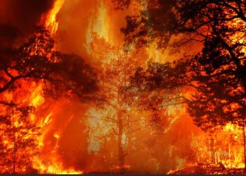 Orman Yangınını Kimler Nasıl Çıkarır?