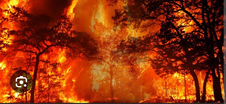 Orman Yangınını Kimler Nasıl Çıkarır?