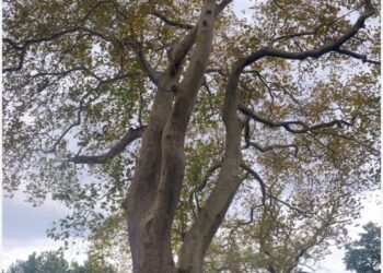 Kadim Çınarların Altında Mütevazi Bir Sonbahar Kahvaltısı