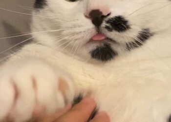 MİA Bir Dosta Ağıt