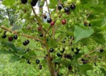 Kırdaki Yaban Dalı